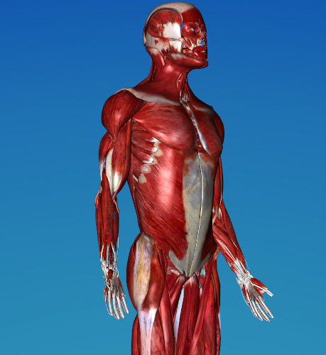3D-Anatomie Energie-Medizin